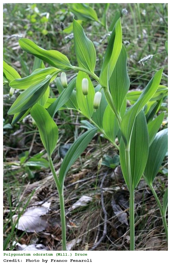 Polygonatum odoratum (Mill.) Druce